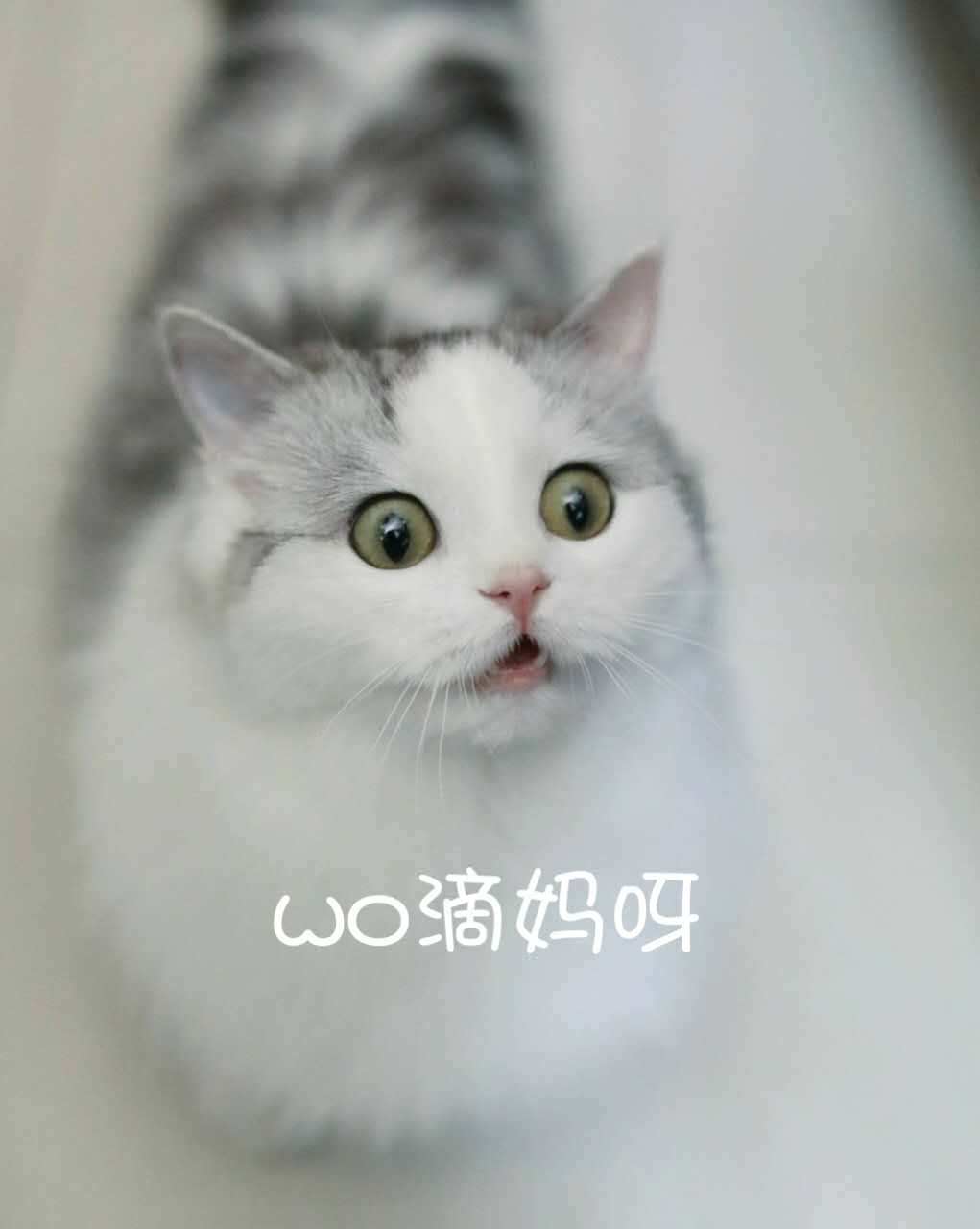 小编支招：如何免费获取一份美食福利