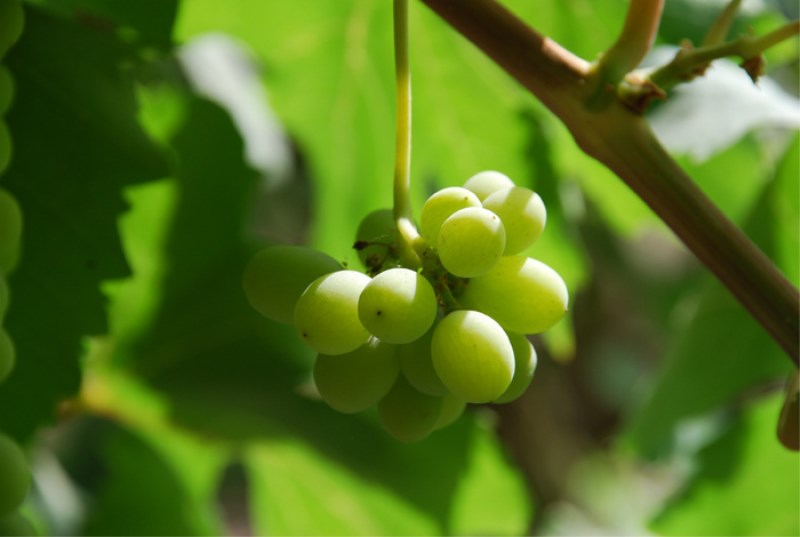 这些食物放进冰箱将发生奇妙的故事