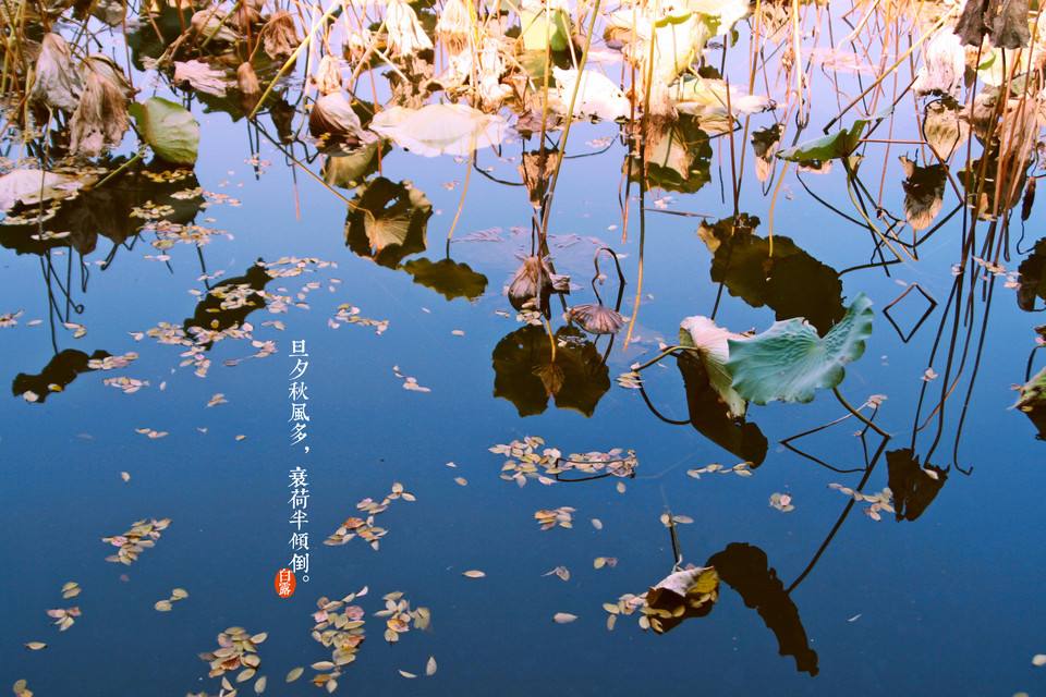 白露至，秋意浓
