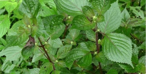 苏叶的功效与作用